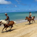 「馬で浜散歩」 2