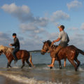 「馬で浜散歩」 3